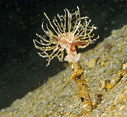 Lanice conchilega-Belle ile Basse Badec-6m-20160702-Denis-ADER-DSC_8535_tn